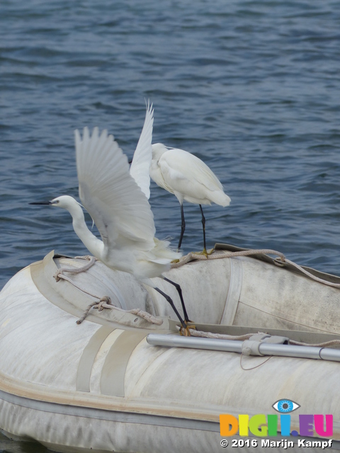 FZ027801 Little Egret